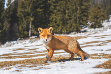 Portrait od red fox in winter