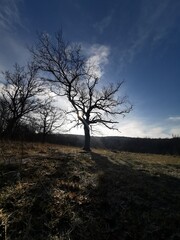 The morning sun shining through a tree on winter day with a high shadow