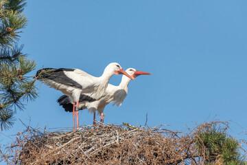 Couple of white stork (ciconia ciconia) in courtship display.