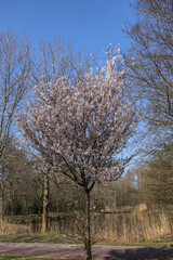 One of the nicest parks in Amsterdam - Public Beatrix Park (Beatrixpark) in early spring. Beatrixpark is part of the Amsterdam Zuidas area. Amsterdam, the Netherlands.