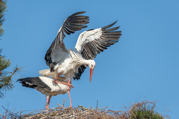 Couple of white stork (ciconia ciconia) in courtship display.