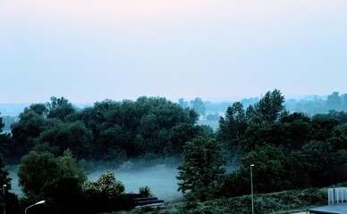 Obraz premium trees in the fog