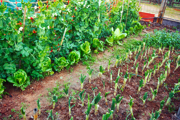 Leeks and lettuces growing in a private allotment plot