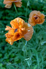 Withering red poppies in a field