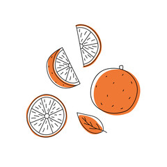Hand Drawn Orange Illustration Set – Whole, Slices, Leaves – Outline Vector for Branding, Labels, and Print Design