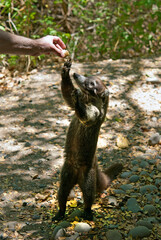 Man feeding wild Coati (Nasua narica) in jungle in Costa Rica