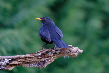One of the most familiar birds in the parks and gardens of Europe, the common blackbird. This is perched on a branch.

