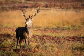 Naklejka na ściany i meble Red Male Stag Deer in Grassland