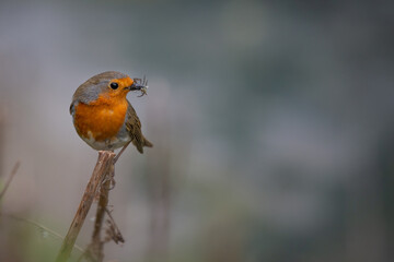 Robin Bird perched on a twig with copyspace