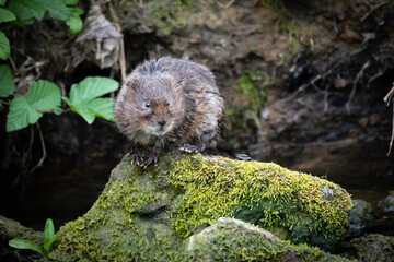 British Watervole sat on rock
