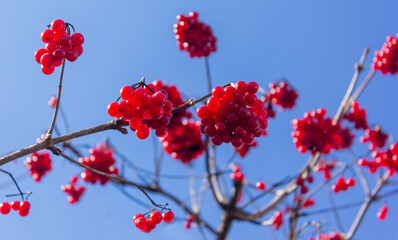 red wild berries hang on a branch. viburnum berries in winter. bunch of red berries close-up. bush of viburnum.