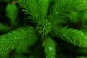 Young spruce with dew drops in spring forest. View from above.