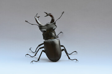 Male stag beetle Lucanus cervus on the white background. Stag beetle Lucanus cervus, the largest european beetle, an endangered species