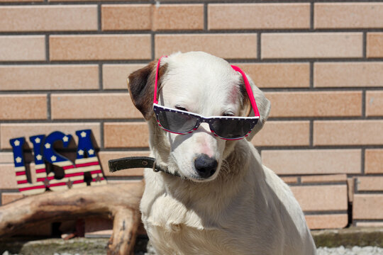 White dog with sunglasses in American flag colors shows her patriotic mood on 4th July Independence. Sunny warm day