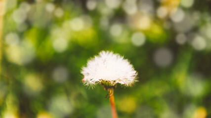 Close-up beautiful white dandelion
