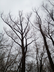 Beautiful relict trees in a willow grove against a cloudy winter sky.