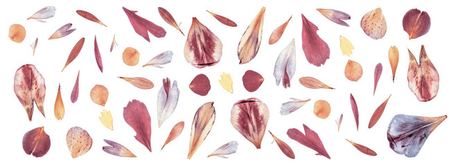 dried and pressed flower petals