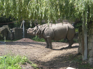 nosorożec z warszawskiego zoo © Joanna
