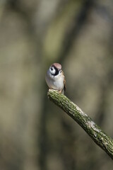 tree sparrow (Passer montanus)