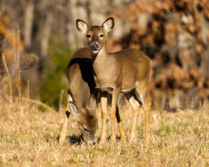 Selective of young white-tailed deer grazing in Dover Tennessee