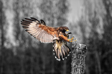 Red Tailed Hawk - 494541916