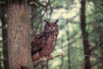 Eurasian Eagle Owl - 494541917