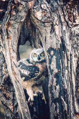 great horned owl on tree