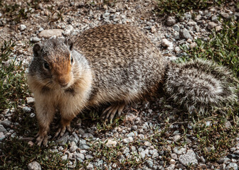 squirrel on the ground