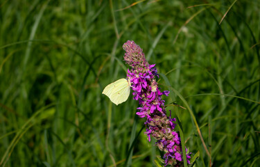 On a bright summer day, a white butterfly on a purple-lilac meadow flower