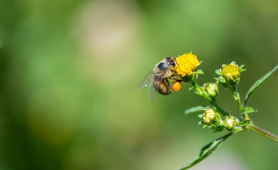 abeja 