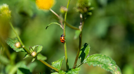 Vaquita de San Antonio