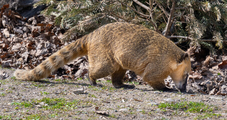 South American coati or ring-tailed coati (Nasua nasua)