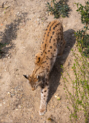 European lynx watches prey; lynx lynx. Karlsruhe, Germany, Europe