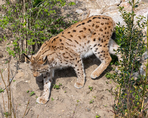 European lynx watches prey; lynx lynx. Karlsruhe, Germany, Europe