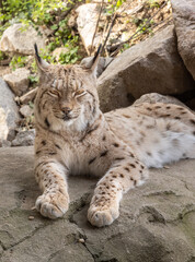 European lynx watches prey; lynx lynx. Karlsruhe, Germany, Europe