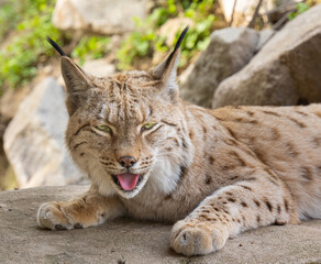 European lynx watches prey; lynx lynx. Karlsruhe, Germany, Europe