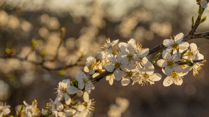Fototapeta Wiosenne kwitnące drzewo w zachodzącym słońcu obraz