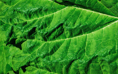 Closeup texture of vibrant green leaf under bright sunlight © Zdzichowy/Wirestock Creators