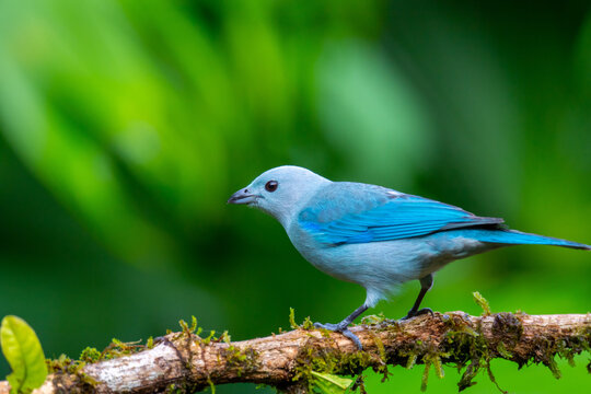 Selective of a blue-gray tanager (Thraupis episcopus)