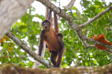 Selective of Geoffroy's spider monkey (Ateles geoffroyi) in a forest - Powered by Adobe