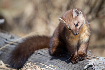 Selective of a marten in the Yellowstone National Park