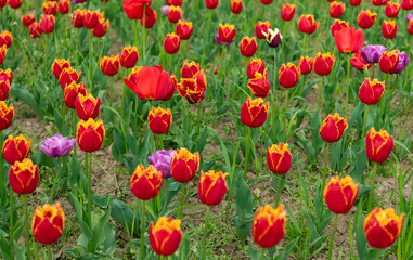 red flowers of fresh holland tulips in field. season