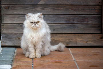 Portrait of white persian cat walking - 494545394