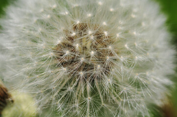 Closeup shot of a single dandelion or Taraxacum officinale flowering plant isolated on black