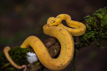 Gorgeous Eyelash Viper (Bothriechis schlegelii) crawling on a branch in Costa Rica - obrazy, fototapety, plakaty