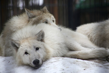 polar wolves having rest on the snow