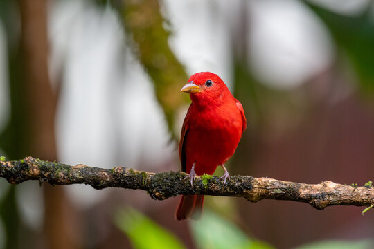 Selective of a summer tanager (Piranga rubra) on a branch