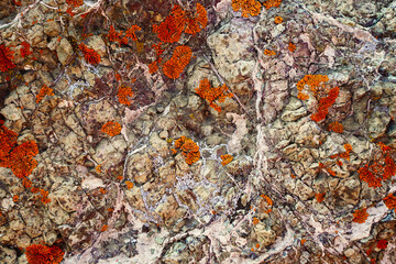 The texture of the rock is orange and white interspersed with lines, the background is nature, stone