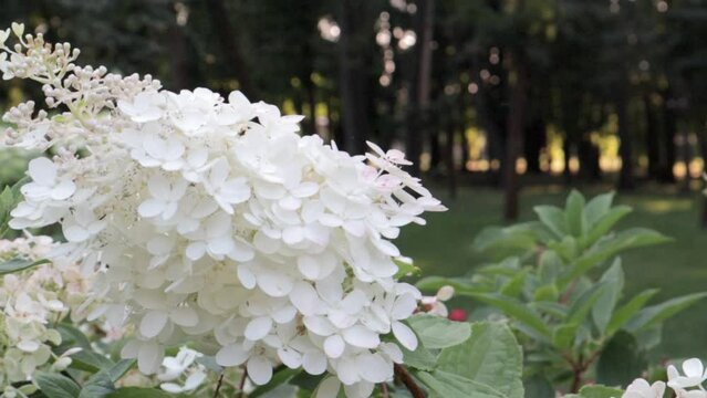 White Hydrangea arborescens Annabelle in summer. Smooth hydrangea flowers blooming in spring and summer in the garden, Hydrangea arborescens. Hydrangea macrophylla is a beautiful flower bush.