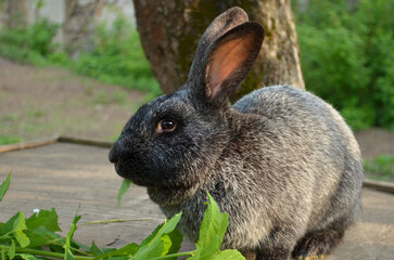 Cute grey purebreed rabbit sitting in a yard